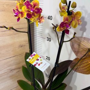 Alternative view of Фаленопсис 2цв.  Пелорик  #103