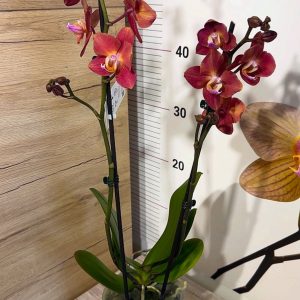 Alternative view of Фаленопсис 2цв.  #85