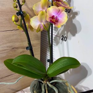 Alternative view of ТОП Цена!!Фаленопсис 2цв.  #102