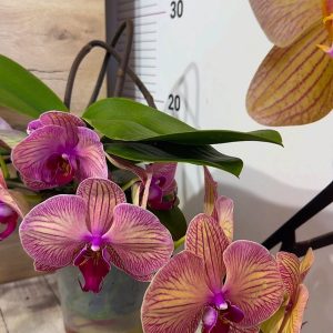 Alternative view of Фаленопсис Каскаден   #180