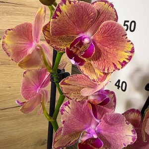 ТОП Цена!!Фаленопсис 2цв. #103