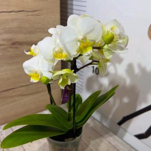 Alternative view of Мини орхидея ф6 #600