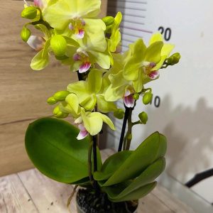 Мини орхидея ф6 #602