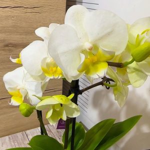 Мини орхидея ф6 #600