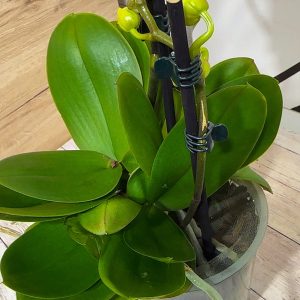 Alternative view of Фаленопсис 3цв. 4 растения в саксия.  #102