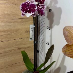 Alternative view of Фаленопсис 2цв.  #101