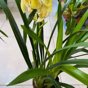 Alternative view of Топ Цена !! Цимбидиум  #36