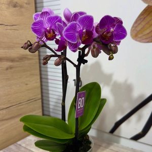 Alternative view of Мини орхидея ф6 #603