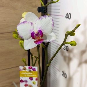 Фаленопсис 3цв. 4 растения в саксия.  #102