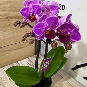 Мини орхидея ф6 #603