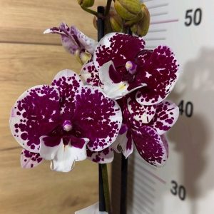 Фаленопсис 2цв.  #101