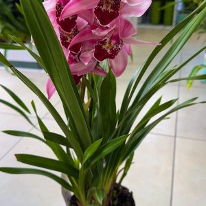 Alternative view of Топ Цена !! Цимбидиум  #35
