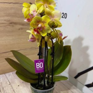 Alternative view of Мини орхидея ф6 #601