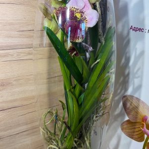 Alternative view of Ванда в шампанско #6006