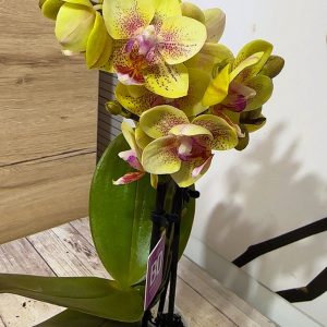 Мини орхидея ф6 #601