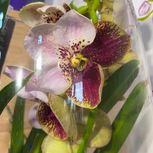 Ванда в шампанско #6006