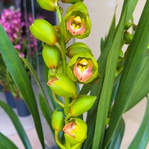 Цимбидиум #42