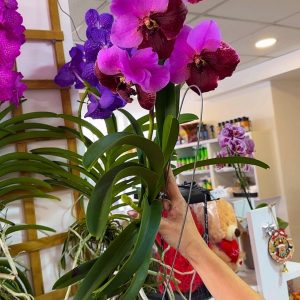 Alternative view of Ванда XXL #167