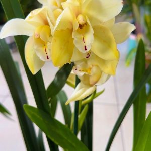 Топ Цена !! Цимбидиум  #36