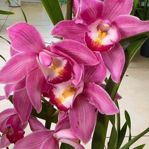 Топ Цена !! Цимбидиум  #35