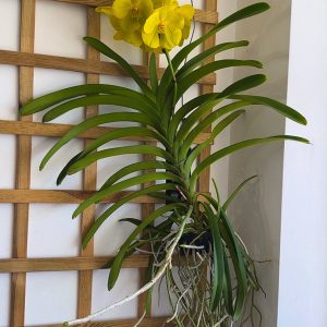 Alternative view of Ванда XXL #168