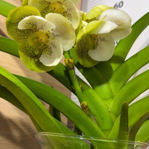 Ванда в стъкленица #6007