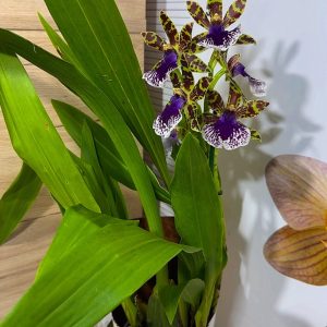 Alternative view of Ароматен Зигопеталум #93