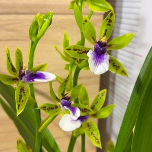 Alternative view of Ароматен Зигопеталум #94