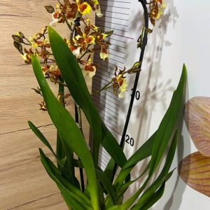 Alternative view of Ароматна Камбрия Каскадна  #95