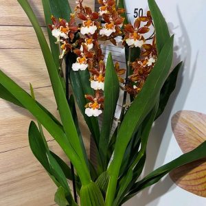 Alternative view of Ароматна Камбрия Каскадна  #94