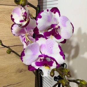 Alternative view of НАМАЛЕНА ЦЕНА! Фаленопсис 2цв.  #105