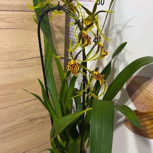 Alternative view of Ароматна Камбрия Каскадна  #97