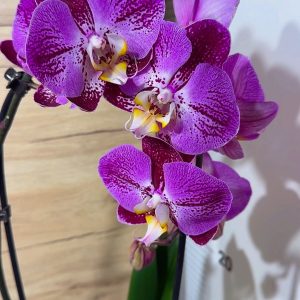 Фаленопсис Каскаден #25