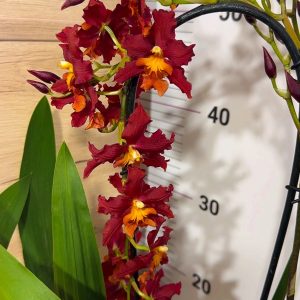 Ароматна Камбрия Каскадна  #93