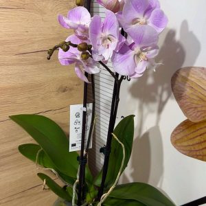 Alternative view of ПРОМО ЦЕНА! Фаленопсис 2цв.  #106 (Копие)
