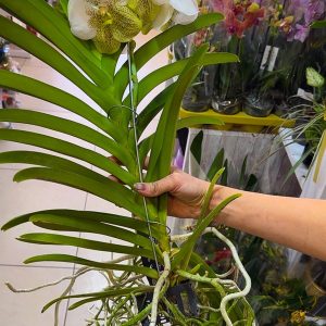 Alternative view of Ванда XXL #169