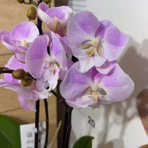 ПРОМО ЦЕНА! Фаленопсис 2цв.  #106 (Копие)