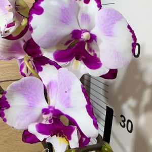 НАМАЛЕНА ЦЕНА! Фаленопсис 2цв.  #105