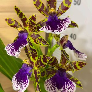 Ароматен Зигопеталум #93