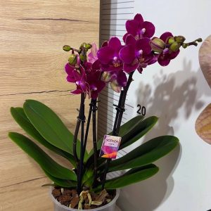 Alternative view of Фаленопсис 3цв.  #102