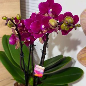 Фаленопсис 3цв.  #102
