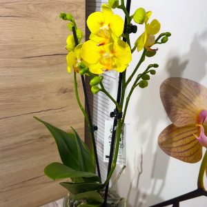 Alternative view of НАМАЛЕНА ЦЕНА! Фаленопсис 2цв.  #104