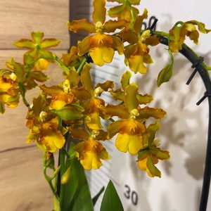 Ароматна Камбрия Каскадна  #96