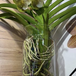 Alternative view of Ванда в стъкленица #6007