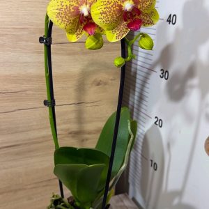 Alternative view of Фаленопсис Каскаден #23