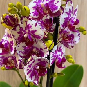 ТОП ЦЕНА! Фаленопсис 2-3 цв.  #107