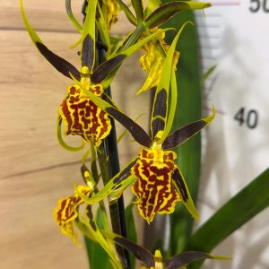 Ароматна Камбрия Каскадна  #97