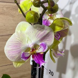 ПРОМО ЦЕНА! Фаленопсис 2цв.  #106