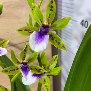 Ароматен Зигопеталум #94