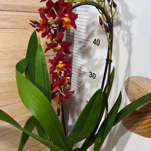 Alternative view of Ароматна Камбрия Каскадна  #93